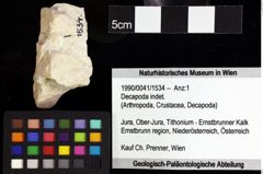 Foto (Objket + Etiketten) von Culmenformosa sp. 